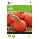 Pompoen Uchiki Kurl - Cucurbita maxima