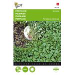 Postelein groene - Portulaca oleracea