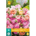 Ranunculus Pastel mix (10 stuks)