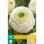 Ranunculus wit - Ranonkel (10 stuks)