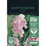 Lathyrus Pink Pearl - reukrerwt