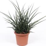 Sansevieria Fernwood Punk - 60 cm