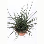 Sansevieria Fernwood Punk - 60 cm