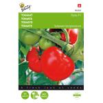 Tomaten Pyros F1 - Lycopersicon esculentum