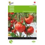 Tomaten St. Pierre - Lycopersicon esculentum