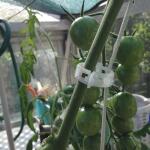 Tomatenclips wit 23 mm (100 stuks)