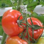 Tomaten trossteun wit (100 stuks)