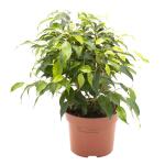 Treurvijg Ficus benjamina ' Green Kinky' 
