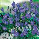 Triteleia laxa Queen Fabiola