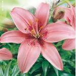 Lilium Asiatic Pink