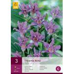 Tricyrtis hirta - armeluisorchidee