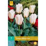 Tulipa Albion Star - Greigii Tulp