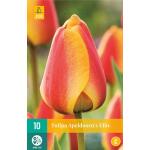 Tulipa Apeldoorn's Elite - tulp darwinhybride (10 stuks)