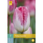 Tulipa Auxerre - gefranjerde tulp