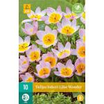 Tulipa bakeri Lilac Wonder - botanische tulp (10 stuks)