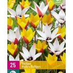 Tulipa Belles Tulipes -  botanische tulp