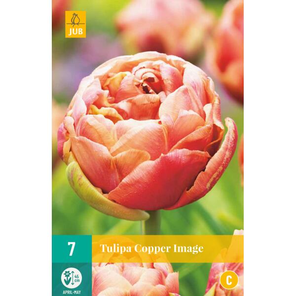  - Tulipa Copper Image