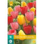 Tulipa Darwin Hybrid Mix (10 stuks)