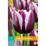 Tulipa Fontainebleau - enkelvroege triumph tulp