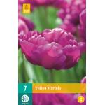 Tulipa Mariola - Dubbel laat (7 stuks)