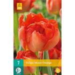 Tulipa Monte Orange - dubbelvroege tulp (7 stuks)