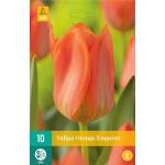 Tulipa Orange Emperor - Fosteriana tulp (10 stuks)