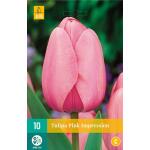 Tulipa Pink Impression -  tulp darwinhybride (10 stuks)