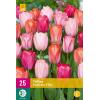 Tulipa Positive Vibe - Triumph