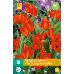 Tulipa praestans van Tubergen's var. - botanische tulp (10 stuks)