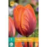 Tulipa Prinses Irene - enkelvroege tulp (7 stuks)