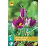 Tulipa pulch. Persian Pearl - botanische tulp (10 stuks)
