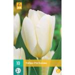 Tulipa Purissima - Fosteriana tulp (10 stuks)