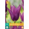 Tulipa Purple Dream