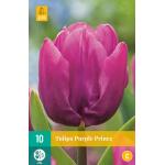 Tulipa Purple Prince - Enkel vroeg (10 stuks)