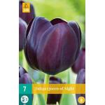 Tulipa Queen of Night - enkele late tulp (7 stuks)