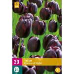 Tulipa Queen of Night - enkele late tulp (20 stuks)
