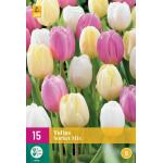 Tulipa Sorbet Mix - enkele late tulp (15 stuks)