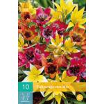 Tulipa Species mix - botanische tulp (10 stuks)