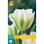 Tulipa Spring Green - Viridiflora tulp (7 stuks)