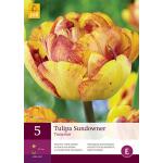 Tulipa Sundowner - Tulp dubbellaat