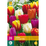 Tulipa Triumph - mix (20 stuks)