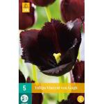 Tulipa Vincent van Gogh - gefranjerde tulp (5 stuks)