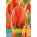 Tulipa Walsrode -  tulp darwinhybride