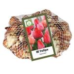 Tulp 'Pink & Red - netje (80 stuks)