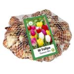 Tulp Triumph Mix - netje