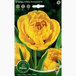 Tulpen Yellow Pomponette