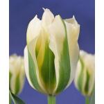 Tulpen Spring Green