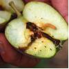 Wormstekigheid in appels en peren bestrijden met feromonen