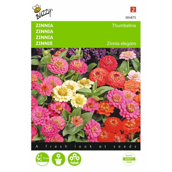 Zinnia Thumbelina Mix - Zinnia elegans