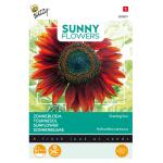 Zonnebloem Evening Sun - Helianthus annuus (Sunflowers)